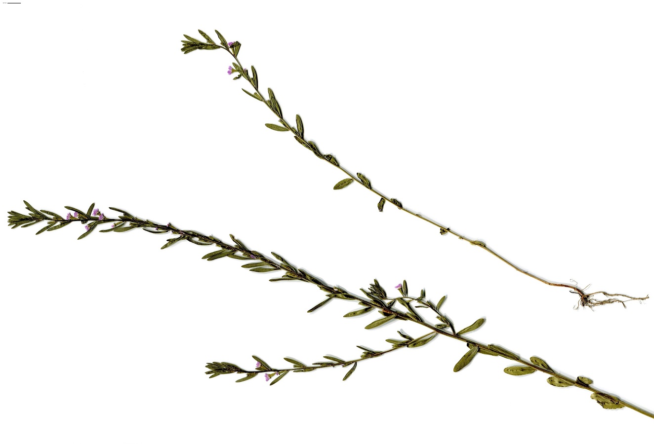 Lythrum hyssopifolia (Lythraceae)